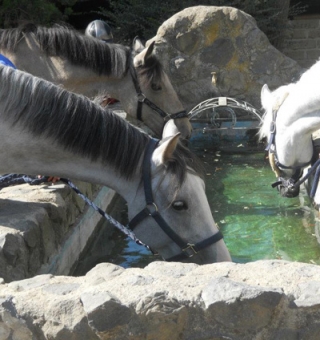  Cavalos